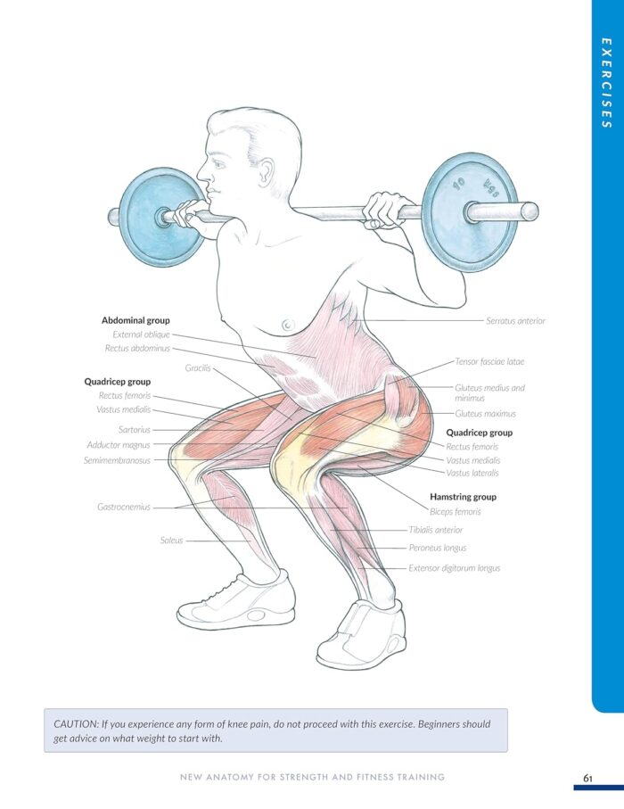 Anatomy for Strength and Fitness Training - Image 5