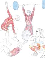 Anatomy for Strength and Fitness Training - Image 3