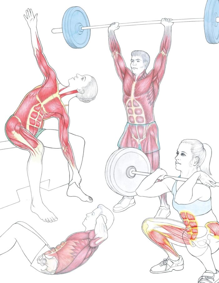 Anatomy for Strength and Fitness Training - Image 3