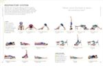 DK B.K.S. Iyengar Yoga The Path to Holistic Health: The definitive step-by-step guide - Image 8