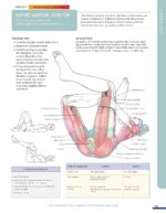 Anatomy for Strength and Fitness Training - Image 9