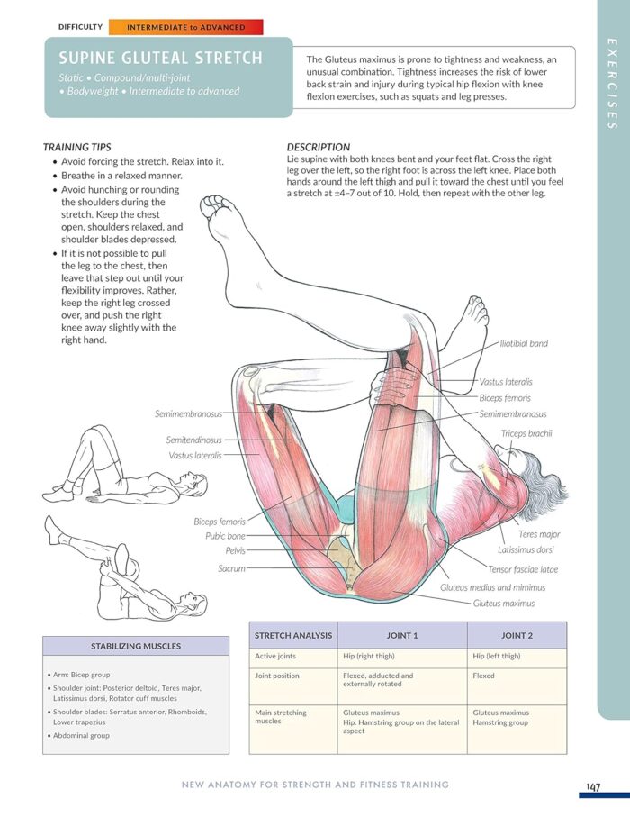 Anatomy for Strength and Fitness Training - Image 9