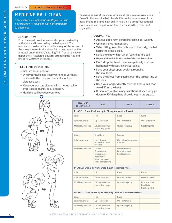 Anatomy for Strength and Fitness Training - Image 6